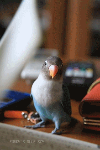 c0145250_20112023.gif