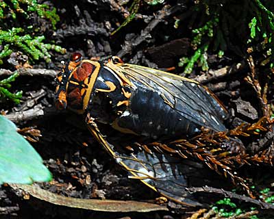 奈良県　額井岳から戒場山　エゾゼミが鳴く森_e0035757_23193237.jpg