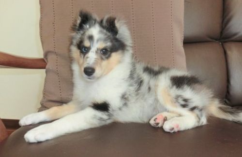 子犬ちゃん募集第二弾_f0126965_20322971.jpg