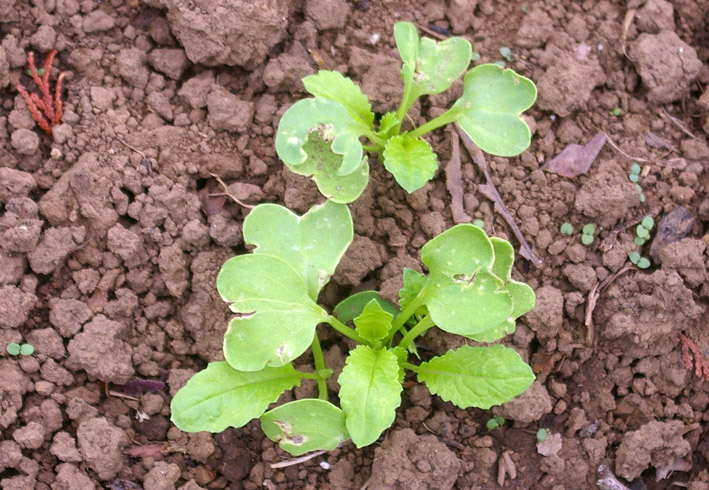 ダイコンなど発芽、営農面積拡大へ（2011・9・26）_c0014967_12583693.jpg