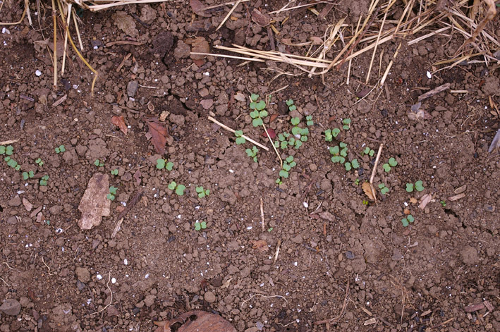 ダイコンなど発芽、営農面積拡大へ（2011・9・26）_c0014967_1312185.jpg