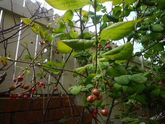 やっと秋.._a0225587_14231830.jpg