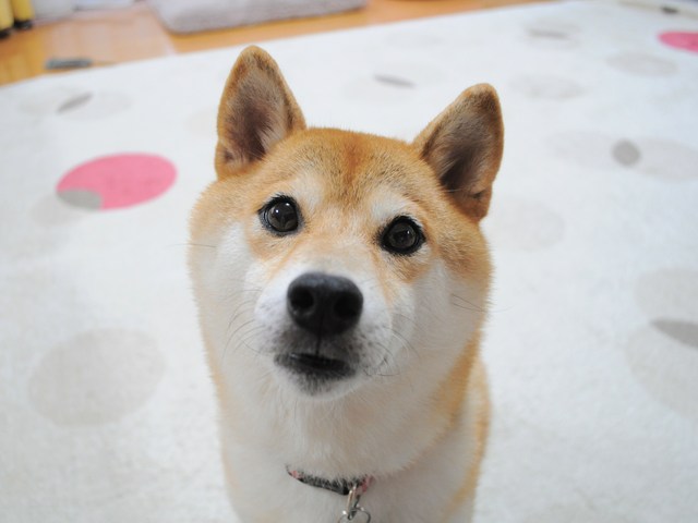 片付け鬼_a0126590_16263610.jpg