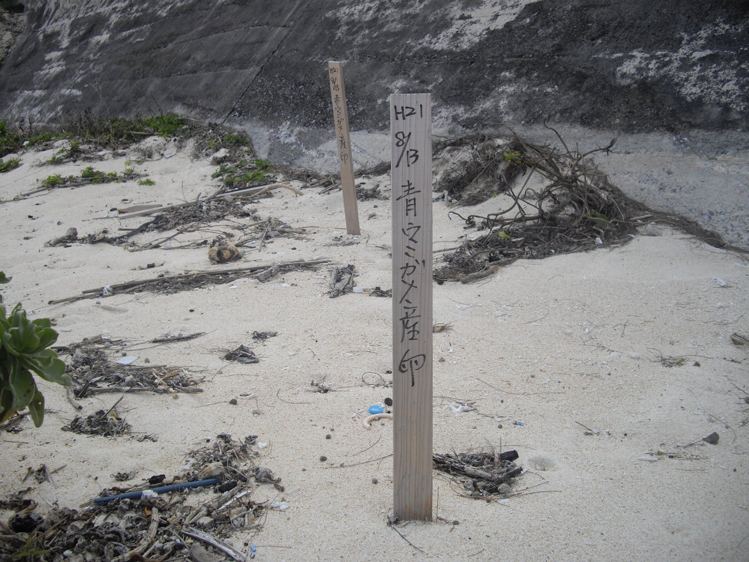 海洋資源を守らなければ、与論島の明日はない_e0032991_8402439.jpg