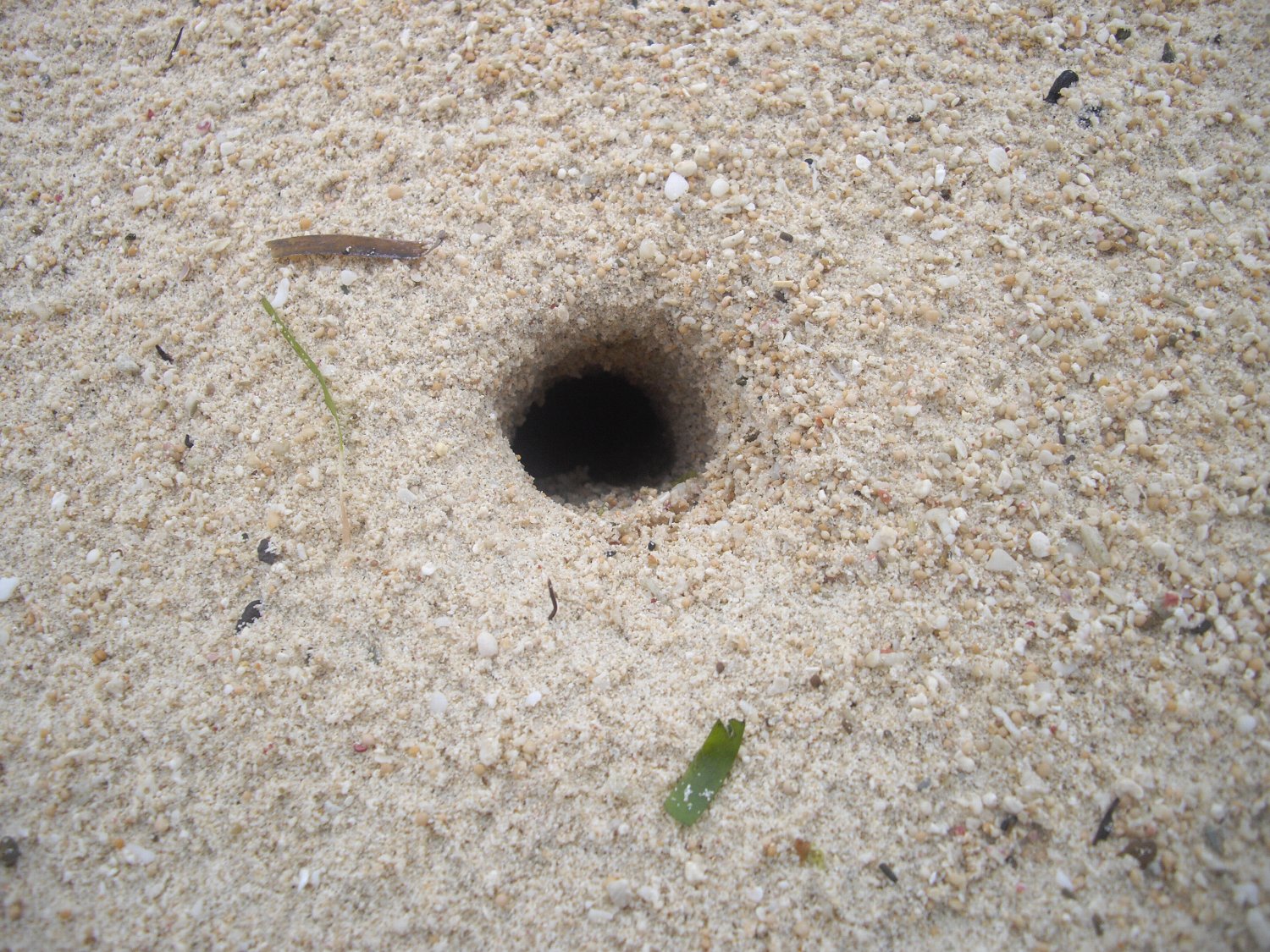 海洋資源を守らなければ、与論島の明日はない_e0032991_8415899.jpg