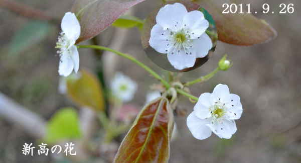 和梨 「新高」、今頃花が咲く、これは狂い咲き？_d0122497_1304928.jpg