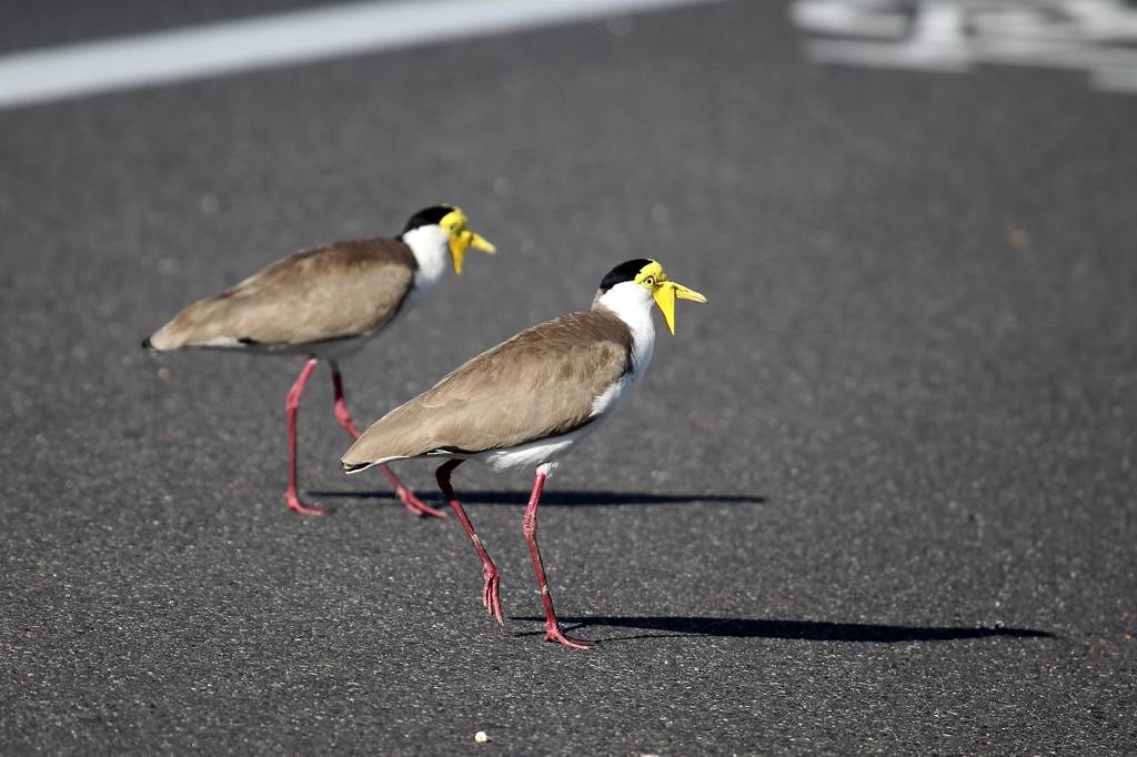 オーストラリアにて(6)Masked lapwing_b0024798_5251835.jpg