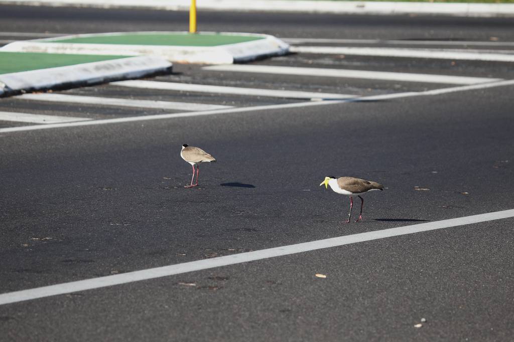 オーストラリアにて(6)Masked lapwing_b0024798_525411.jpg