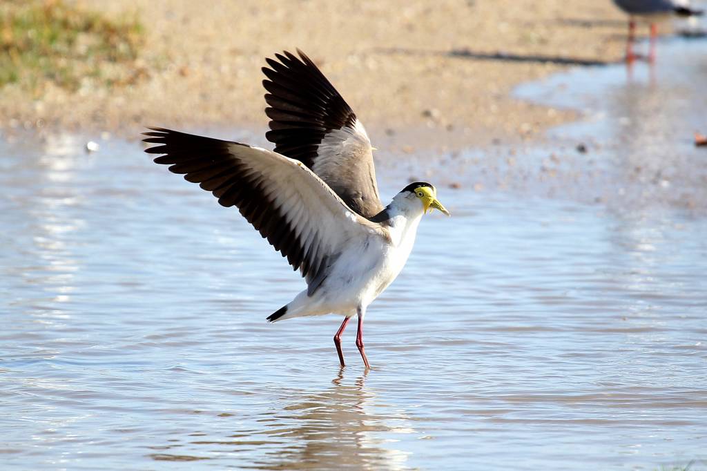 オーストラリアにて(6)Masked lapwing_b0024798_5254881.jpg