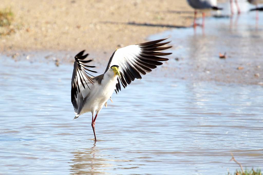 オーストラリアにて(6)Masked lapwing_b0024798_52615.jpg