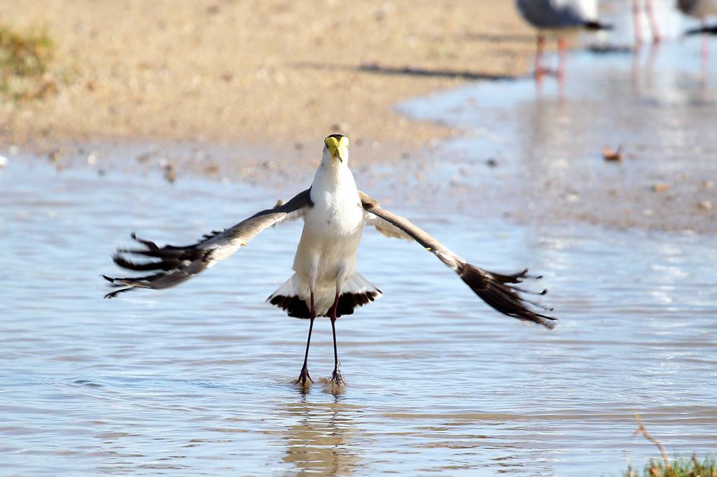 オーストラリアにて(6)Masked lapwing_b0024798_5262081.jpg