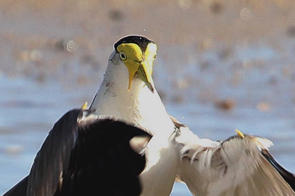 オーストラリアにて(6)Masked lapwing_b0024798_5332835.jpg