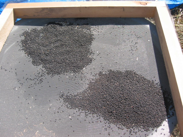 「なたね油 ⑥-2011」_a0120513_20152310.jpg