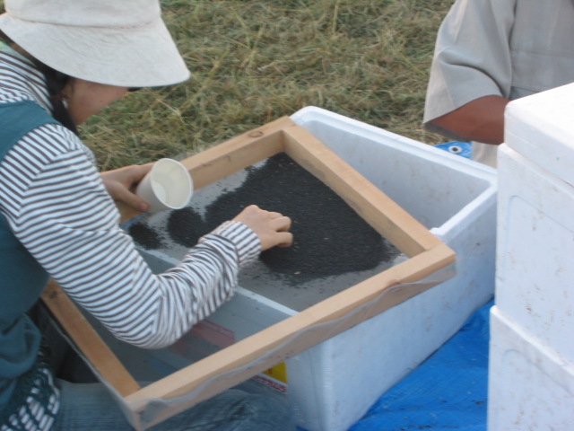 「なたね油 ⑥-2011」_a0120513_2075974.jpg