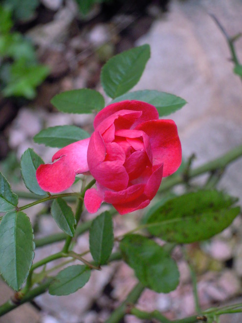 a0167520_9544325.jpg