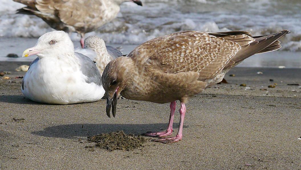 砂を食べる オオセグロカモメ幼鳥 カモメが舞う渚 三浦半島 海辺の風景 砂を食べる オオセグロカモメ幼鳥 カモメが舞う渚 三浦半島 海辺の風景