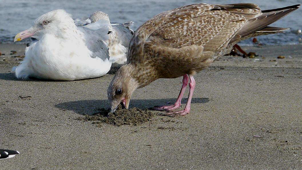 砂を食べる オオセグロカモメ幼鳥 カモメが舞う渚 三浦半島 海辺の風景 砂を食べる オオセグロカモメ幼鳥 カモメが舞う渚 三浦半島 海辺の風景