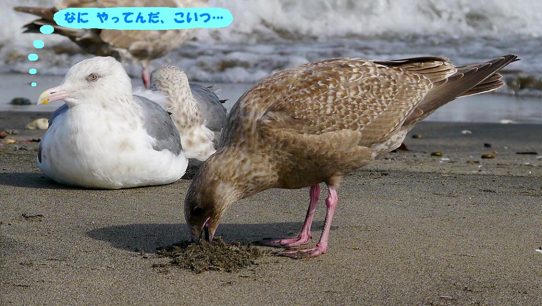 砂を食べる オオセグロカモメ幼鳥 カモメが舞う渚 三浦半島 海辺の風景 砂を食べる オオセグロカモメ幼鳥 カモメが舞う渚 三浦半島 海辺の風景