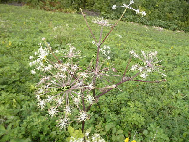 c0141223_2193729.jpg