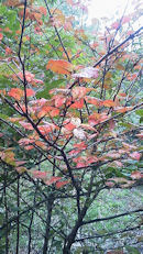 f0161535_1472575.jpg