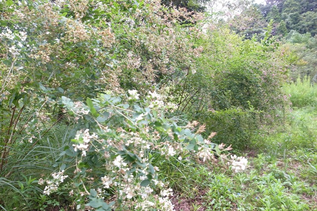 a0123836_15243175.jpg