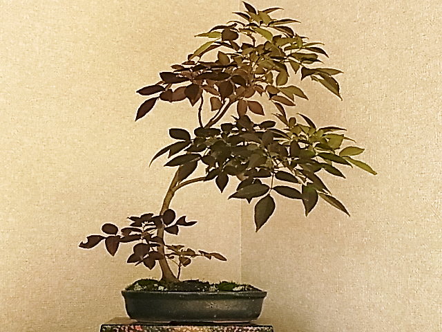 f0147853_19181736.jpg