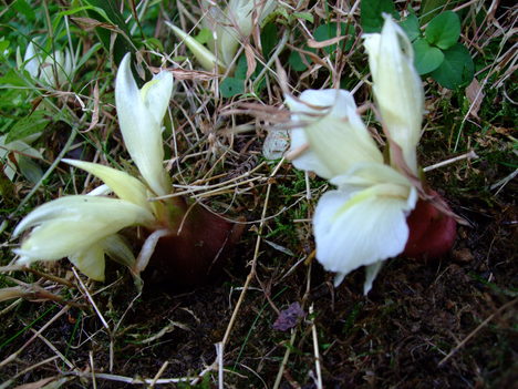 みょうがの花 ひげ爺の花便り