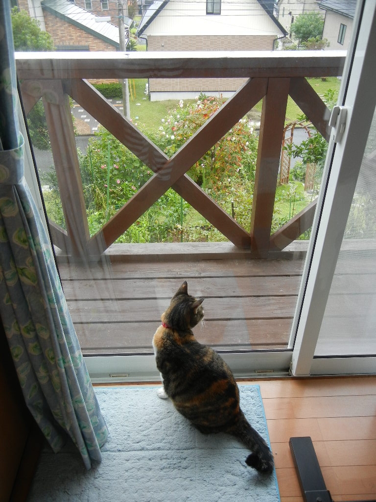 2011年9月27日(火)冬の絨毯出しました!_f0060461_10345531.jpg