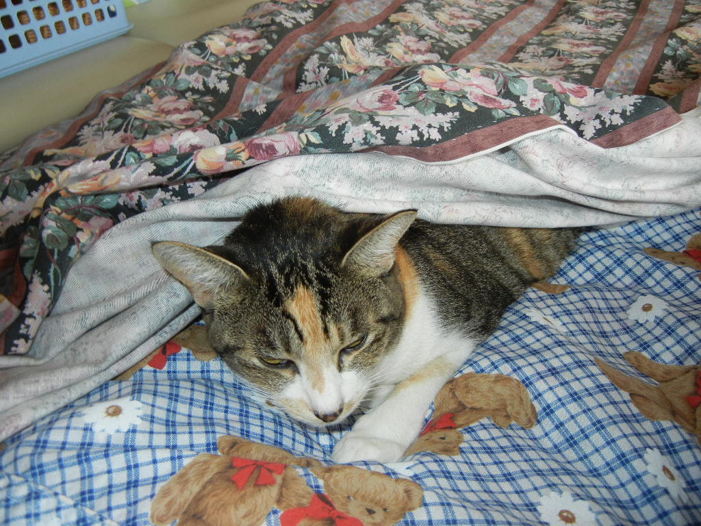 2011年9月27日(火)冬の絨毯出しました!_f0060461_10361030.jpg
