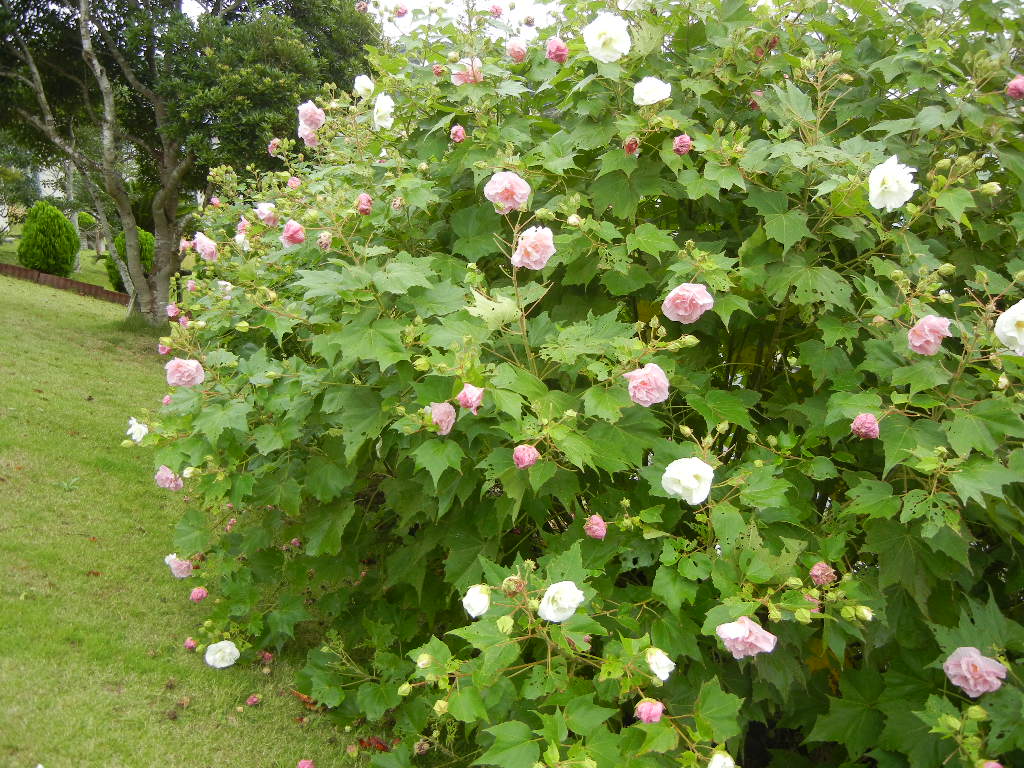 2011年9月27日(火)冬の絨毯出しました!_f0060461_1039257.jpg