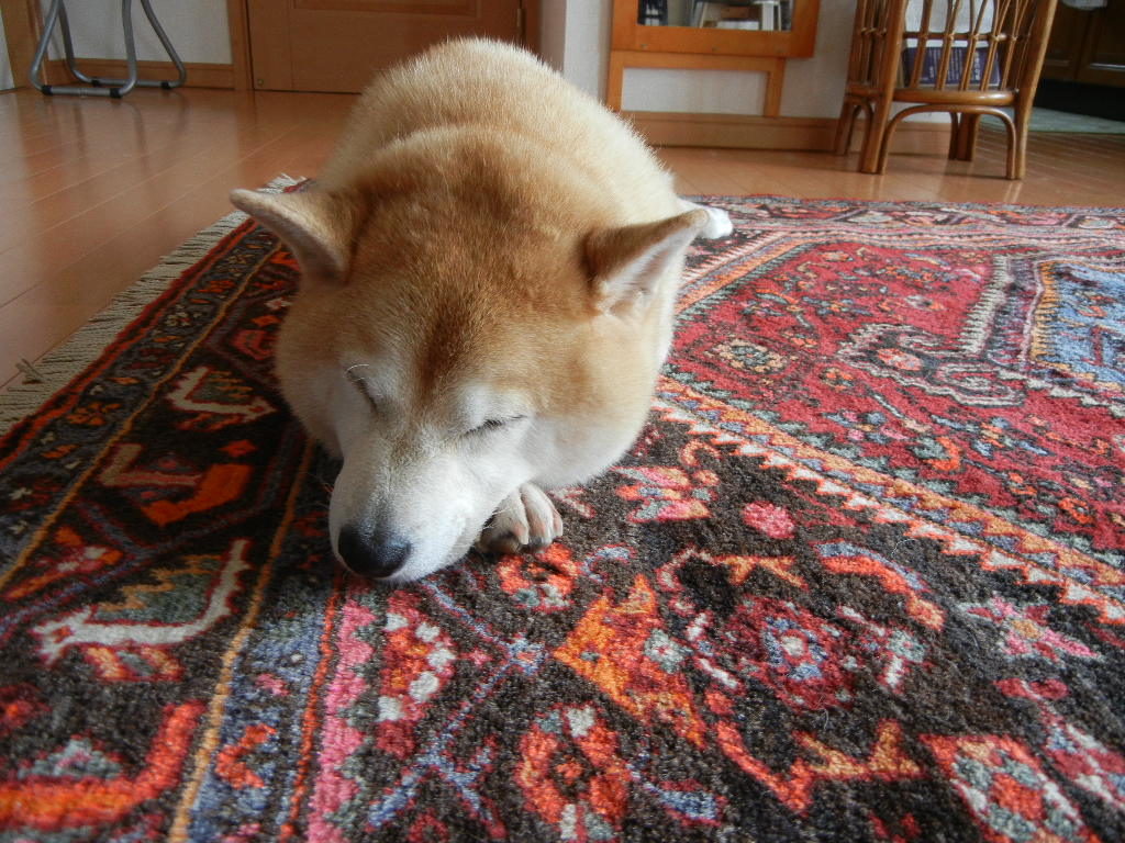 2011年9月27日(火)冬の絨毯出しました!_f0060461_10563211.jpg