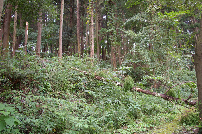 ヒヤリ、台風１５号で六国見山森林公園のスギが倒木_c0014967_20592252.jpg