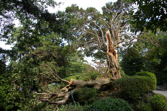 ヒヤリ、台風１５号で六国見山森林公園のスギが倒木_c0014967_21284416.jpg