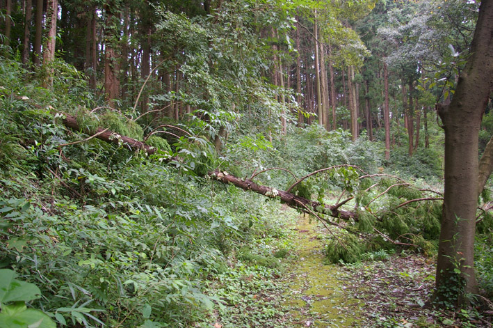 ヒヤリ、台風１５号で六国見山森林公園のスギが倒木_c0014967_21325085.jpg