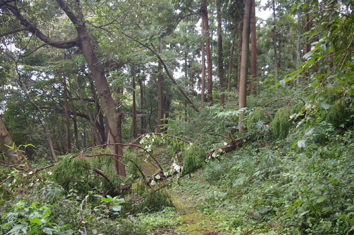 ヒヤリ、台風１５号で六国見山森林公園のスギが倒木_c0014967_2133336.jpg