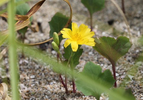 有明浜と豊稔池ダムでの草花と蝶_d0160788_19134174.jpg