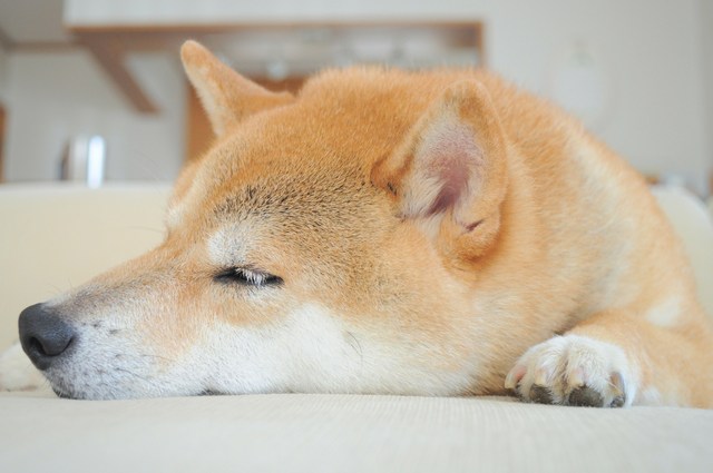 可愛い?_a0126590_22264841.jpg