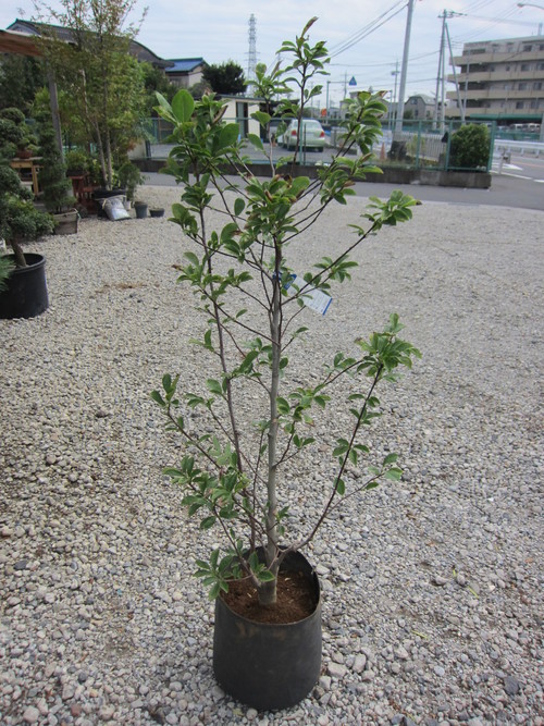 コブシ 白 販売 画像 写真 価格 値段 庭木 安行 植木 田中園 Shop Tanakaen Jp Web Magazine