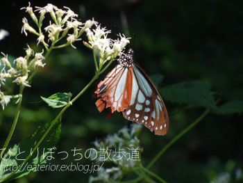 『お彼岸のお散歩』 東山動植物園vol.49_b0142197_14175167.jpg