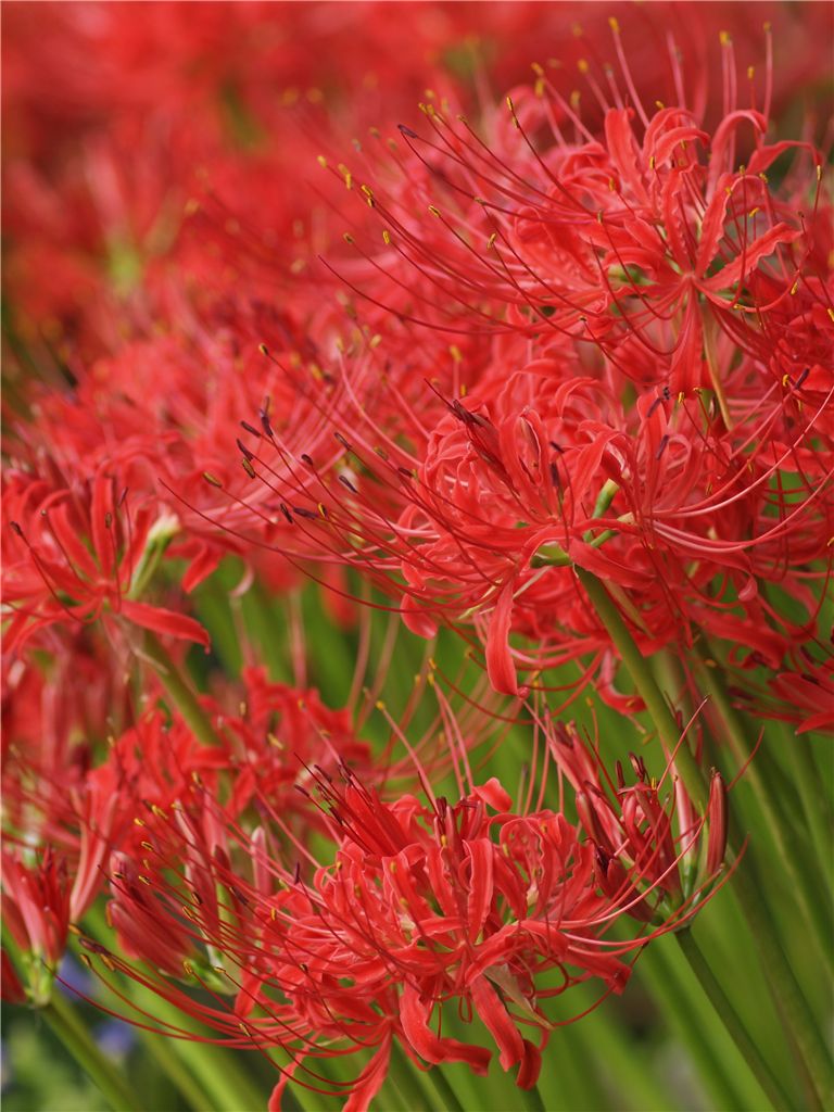 雑草園の曼珠沙華　日々変化9/28_f0224100_22263023.jpg