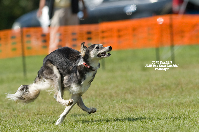 JDDN Dog Town Cup 2011～PART2～_c0169106_23372243.jpg