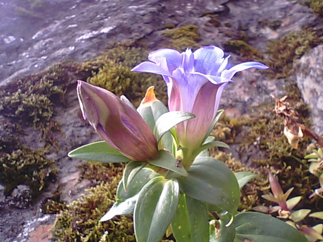 高山の草原に咲く花と木の実・・・瓶ヶ森林道と楽園（四国）_f0231709_754924.jpg