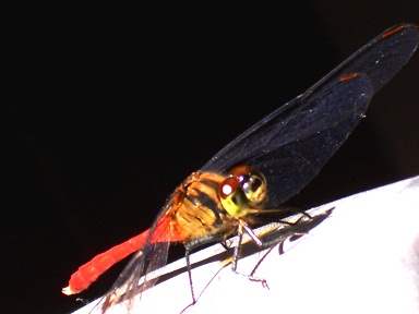d0233024_1203749.jpg