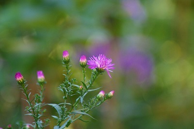 欠かせない小菊_f0170524_12415475.jpg