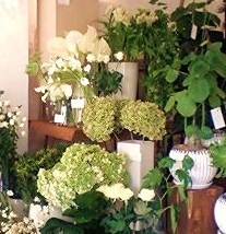 阪急六甲の新しいお花屋さん Vestita ヴェスティタ さん Natural Sweets Cafe Matoca 阪急六甲の新しいお花屋さん Vestita ヴェスティタ さん Natural Sweets Cafe Matoca