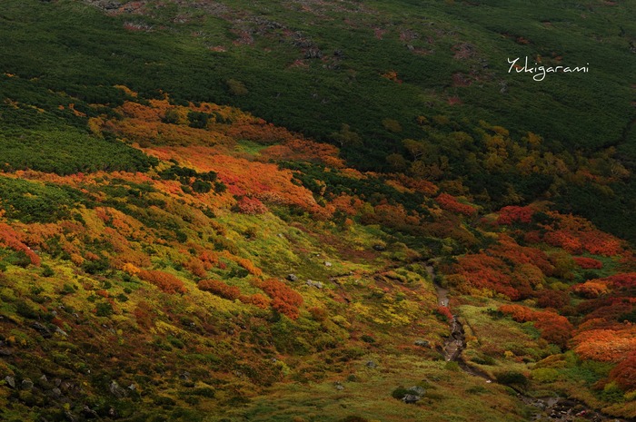 大雪山紅葉してたらいいなツアー　no３_f0130125_18593581.jpg