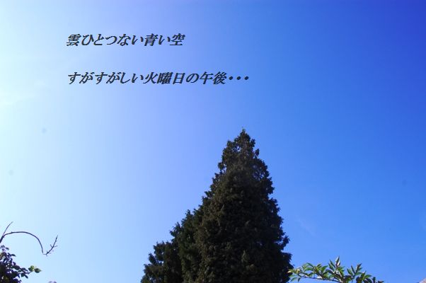 豚バラのレンコン柚子胡椒巻き_d0104926_4114036.jpg
