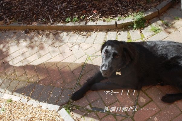 豚バラのレンコン柚子胡椒巻き_d0104926_412417.jpg