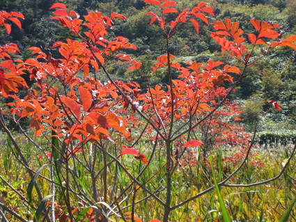 殺生武具脱の池の紅葉が始まりました。_a0057828_17155673.jpg