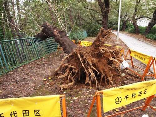 台風の爪痕_b0175635_1328409.jpg